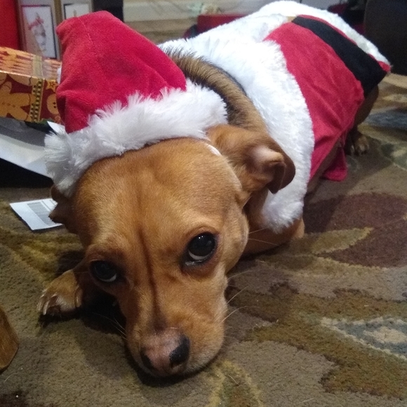 Meet your Posher, Selby - Picture 3 of 4